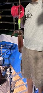 European Squid