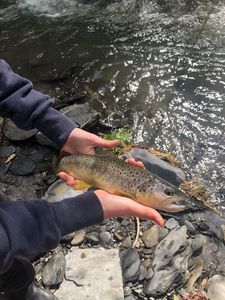 Brown Trout
