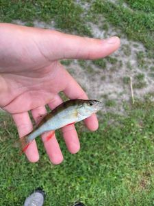 European Perch