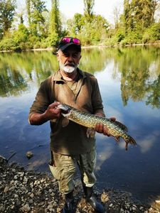 Northern Pike