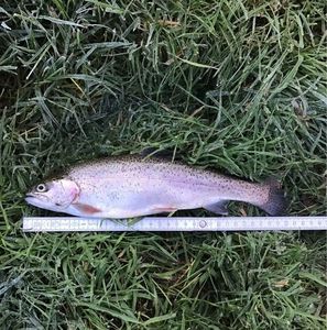 Rainbow Trout