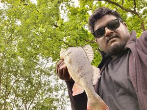 European Perch