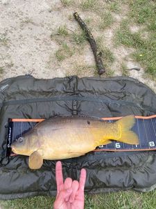 Leather Carp
