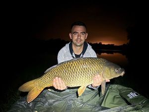 Common Carp