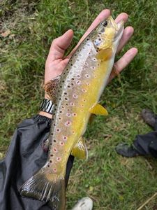 Brown Trout