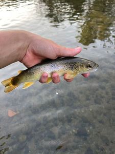 Brown Trout
