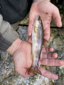 Brown Trout