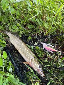 Northern Pike