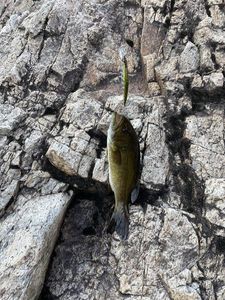 Smallmouth Bass
