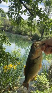Smallmouth Bass