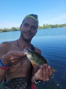 European Perch