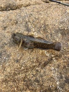 Giant Goby