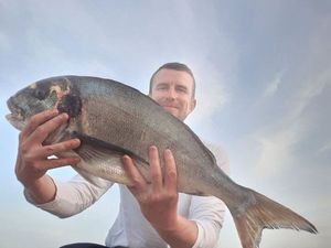 Gilthead Seabream