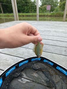 Green Sunfish