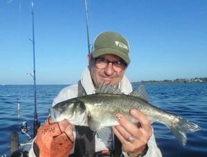 European Bass (Seabass)