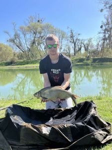 Common Bream