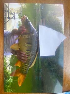 Mirror Carp
