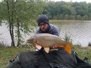 Common Carp