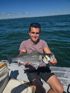 European Bass (Seabass)
