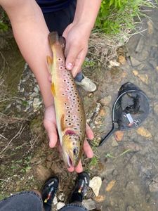 Brown Trout