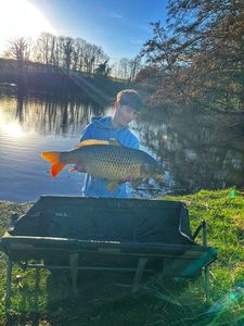 Common Carp