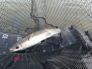 Thicklip Grey Mullet