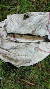 Rainbow Trout