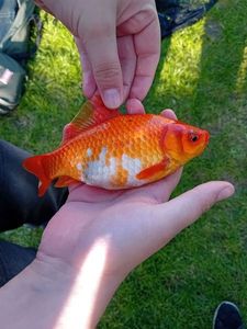 Goldfish