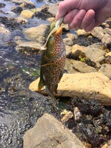 Ballan Wrasse