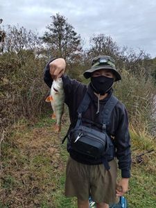 Yellow Perch