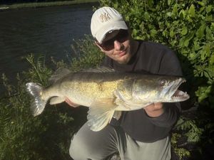 Zander