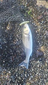 European Bass (Seabass)