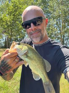 Largemouth Bass
