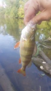 European Perch