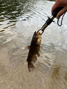 Brown Bullhead
