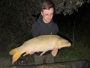 Common Carp