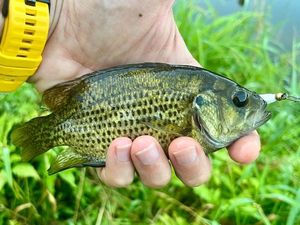 Rock Bass