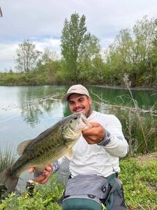 Largemouth Bass