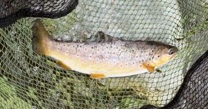 Brown Trout