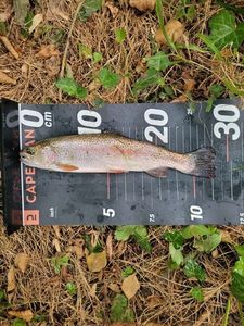 Rainbow Trout