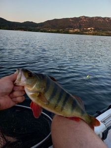 European Perch