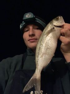 Salema
