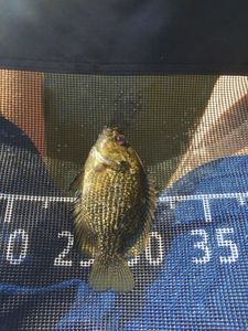 Smallmouth Bass