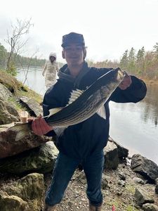 Striped bass
