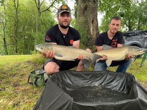 Grass Carp