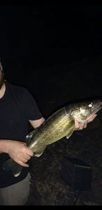 Walleye