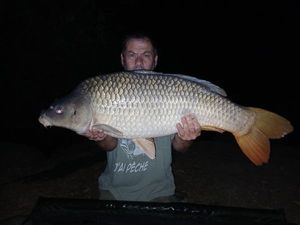 Common Carp