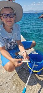 Gilthead Seabream