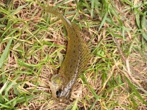 Ruffe