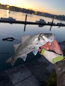 European Bass (Seabass)